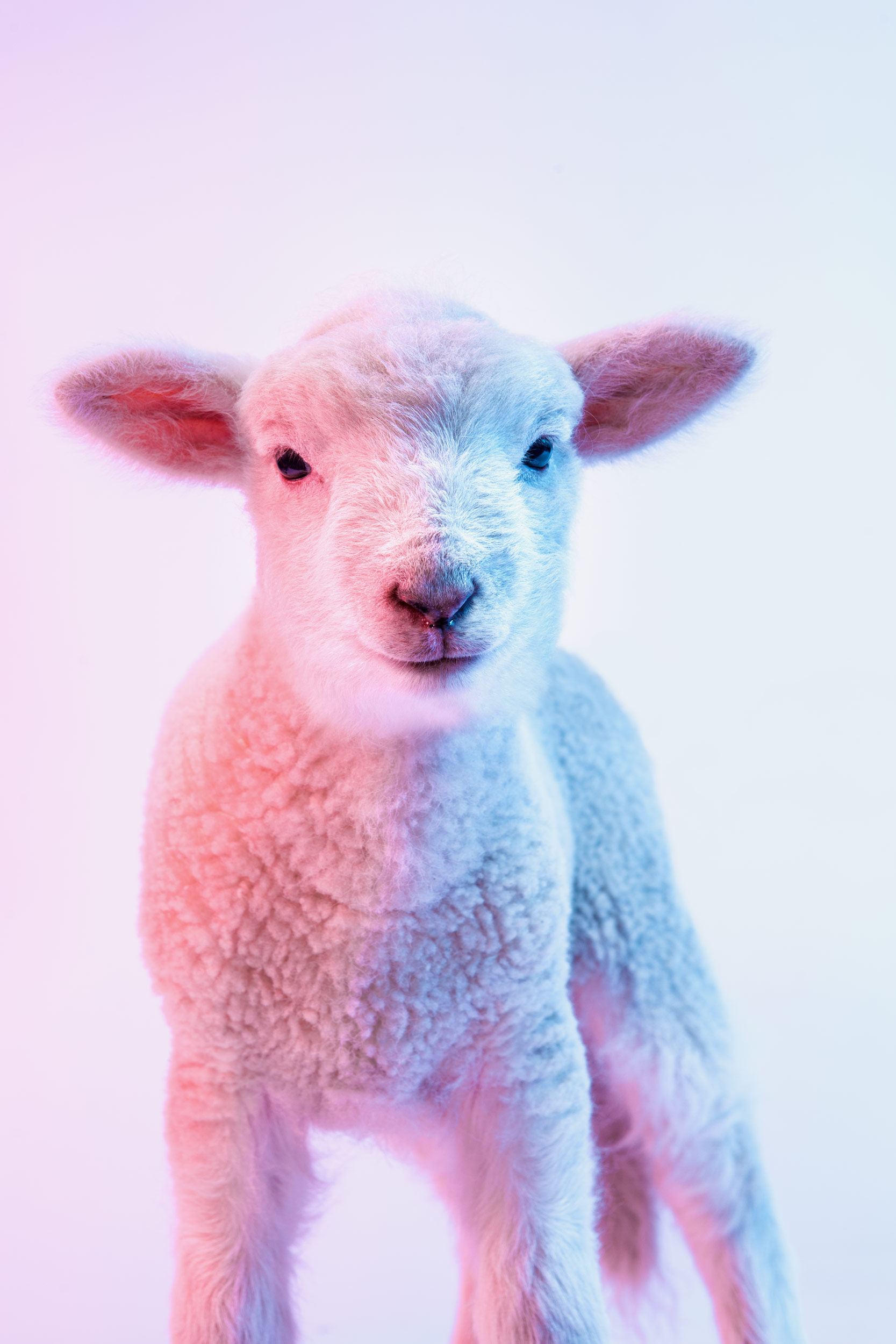 Ag_Day_8127-1
