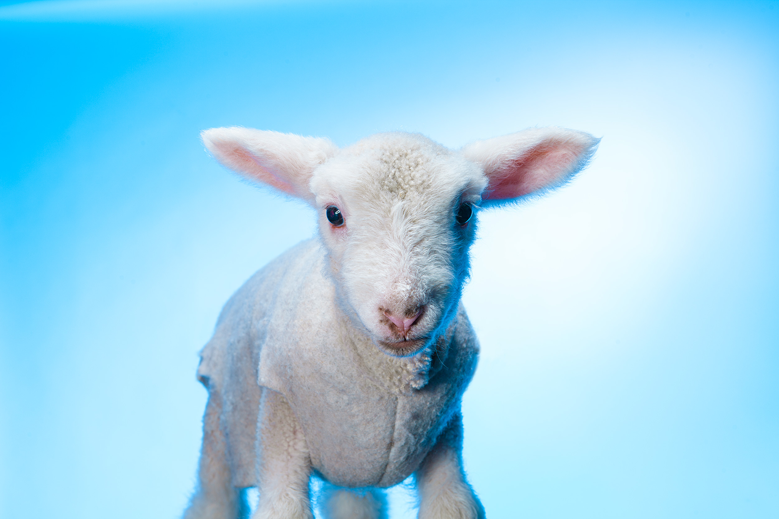 Ag_Day_9312-1