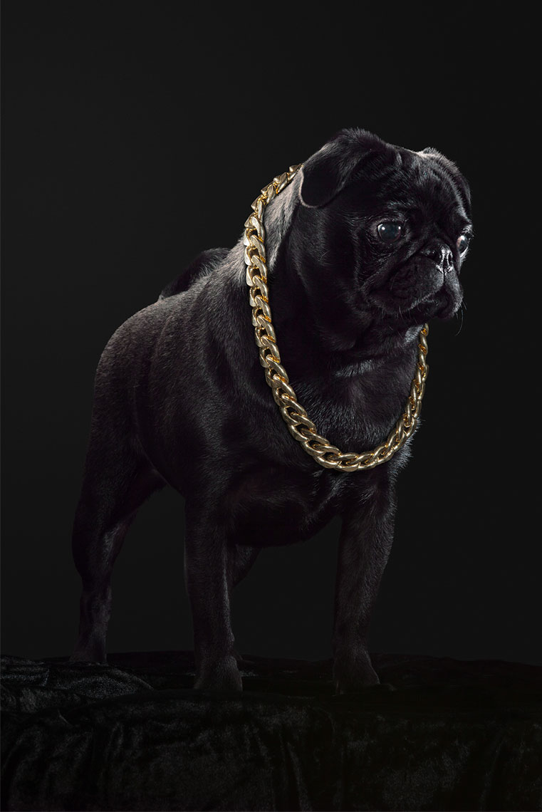 A_Pugs_Life_Mabel